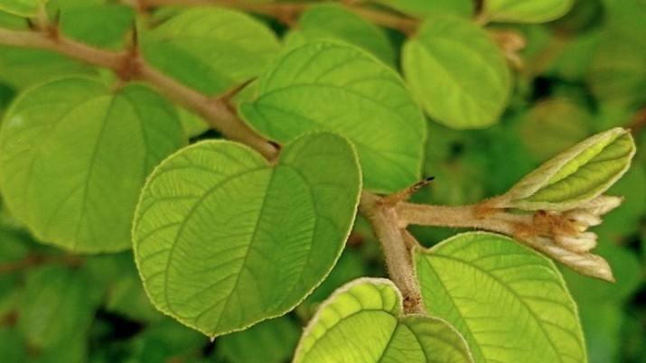 Sudah Terdeteksi Tanda Kiamat Makin Dekat Terlihat Jelas Di Daun Ini!