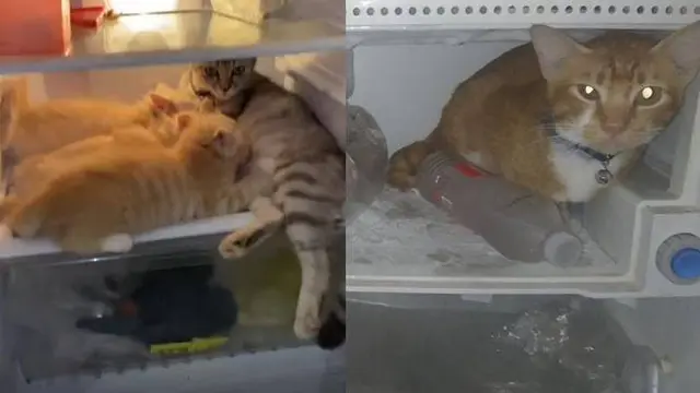 10 Momen Nyeleneh Kucing Masuk Kulkas, Ada yang Nyantai Hingga Cari Makanan